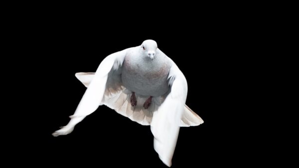 white and gray bird illustration